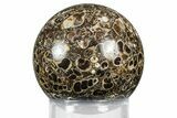 Polished Freshwater Snails (Elimia) In Limestone Sphere - Wyoming #369040-1